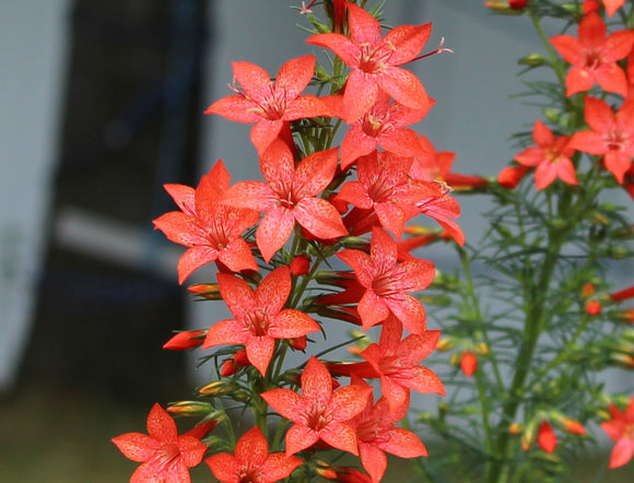 500 Gilia Red Standing Cypress Flower Seeds Ipomopsis rubra