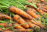500 KURODA SHIN Carrot Seeds Heirloom - Non-GMO - Always Fresh Seeds!