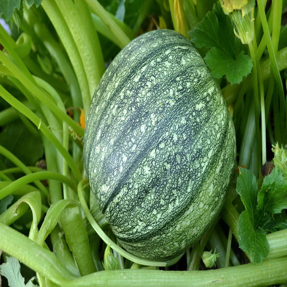 65 Zucchini Summer Squash Seeds Round Heirloom - Premium Non-GMO, OP