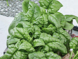 500 America Spinach Seeds Long Standing Heirloom - Premium Non-GMO, Open Pollinated, US Grown