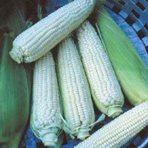 30 Stowell's Evergreen Organic Corn Seeds Heirloom - Non-GMO