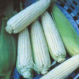 30 Stowell's Evergreen Organic Corn Seeds Heirloom - Non-GMO