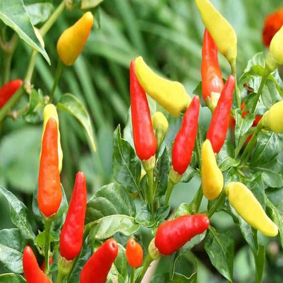 100 Tabasco Pepper Seeds Orange Organic Heirloom - Non-GMO