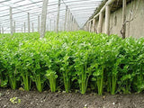 1000 Celery Seeds - Tendercrisp - Premium Non-GMO, Open Pollinated, US Grown Seed, Always Fresh!