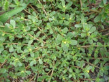 4000 Green Purslane Seeds Herb verdolaga Portulaca Oleracea