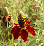 2000 Dwarf Red Coneflower Flower Seeds Ratibida columnifera