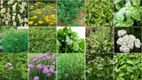 5500 Herbs Seeds Kit Collection - Grow a Medicinal & Culinary Herb Garden