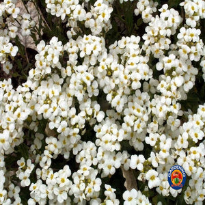 rock cress flower seeds 1000 WHITE ALPINE ROCKCRESS Rock Cress Arabis Alpina Flower Seeds – The Gardening World