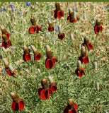 2000 Dwarf Red Coneflower Flower Seeds Ratibida columnifera