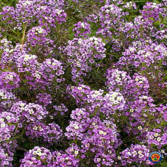 asylum flower seeds 1oz Sweet Alyssum Flower Seeds Royal Carpet Dwarf Purple 69,000 Seeds – The Gardening World