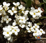 1000 WHITE ALPINE ROCKCRESS Rock Cress Arabis Alpina Flower Seeds