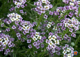 1oz Sweet Alyssum Flower Seeds Royal Carpet Dwarf Purple 69,000 Seeds