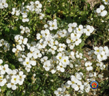 1000 WHITE ALPINE ROCKCRESS Rock Cress Arabis Alpina Flower Seeds