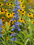 250 Blue Bedder Sage Flower Seeds Salvia Farinacea