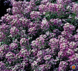 1oz Sweet Alyssum Flower Seeds Royal Carpet Dwarf Purple 69,000 Seeds