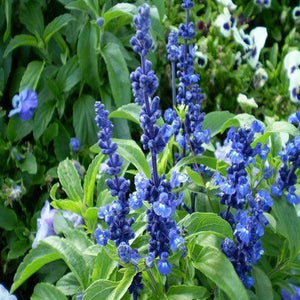 250 Blue Bedder Sage Flower Seeds Salvia Farinacea
