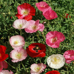 1oz Single Mixed Corn Poppy Flower Seeds Papaver rhoeas 198,000 Seeds