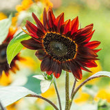 100 Sunflower Seeds ‘Rouge Royale’ Flower Helianthus annuus Red/Brown