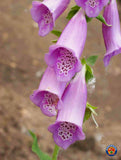 1oz FOXGLOVE Flower Seeds Digitalis Purpurea Lady's Glove Mixed colors 295,000