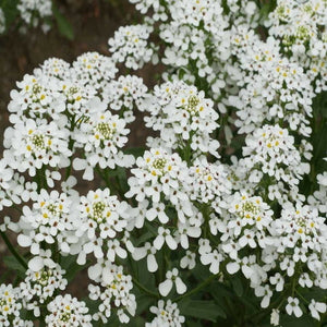 1oz White CANDYTUFT Flower Seeds Rocket ‘Empress Iberis amara Ground Cover