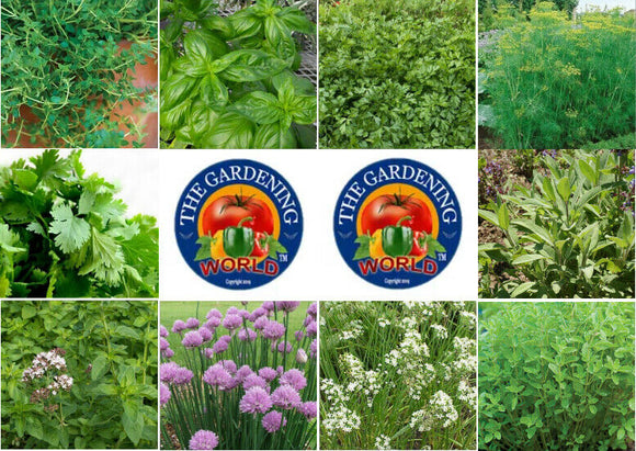 10 Pack Culinary Herbs Seed Kit 1000 Seeds  Grow Your Herb Garden Inside/Outside