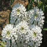 1oz White CANDYTUFT Flower Seeds Rocket ‘Empress Iberis amara Ground Cover