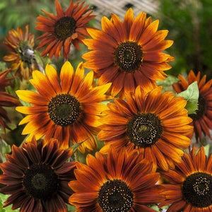 100 Sunflower Seeds ‘Earthwalker’ Flower Helianthus annuus