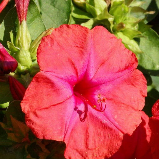 1oz Red Four O’Clock Flower Seeds Mirabilis jalapa (Approx 350 Seeds)