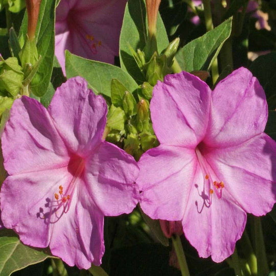 1oz Pink Four O'Clock Flower Seeds Mirabilis jalapa (Approx