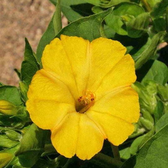 50 Yellow Four O’Clock Flower Seeds Mirabilis jalapa