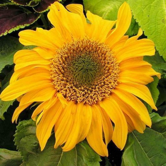 75 Dwarf Sunflower Seeds ‘Incredible’ Flower Helianthus annuus