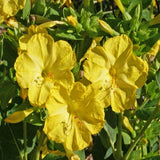 1oz Yellow Four O’Clock Flower Seeds Mirabilis jalapa (Approx 350 Seeds)