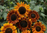 100 Sunflower Seeds ‘Earthwalker’ Flower Helianthus annuus