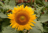 75 Dwarf Sunflower Seeds ‘Incredible’ Flower Helianthus annuus