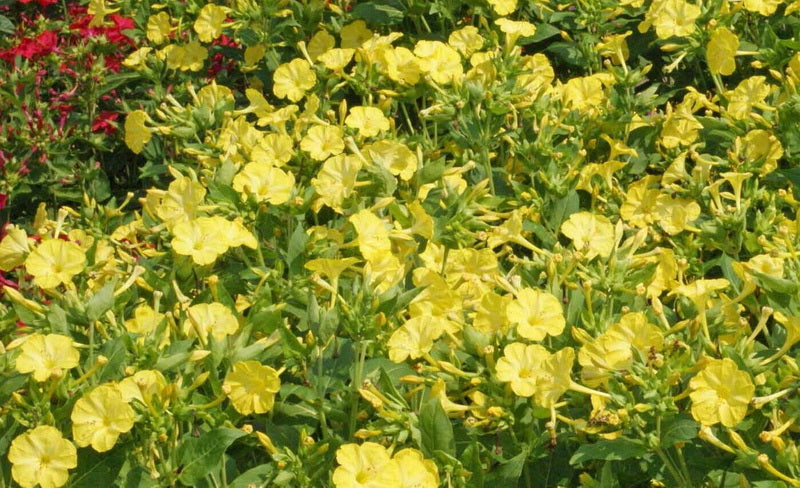 9 o'clock flower seeds 1oz Yellow Four O'Clock Flower Seeds Mirabilis jalapa (Approx 350 Seed –  The Gardening World