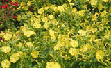 50 Yellow Four O’Clock Flower Seeds Mirabilis jalapa