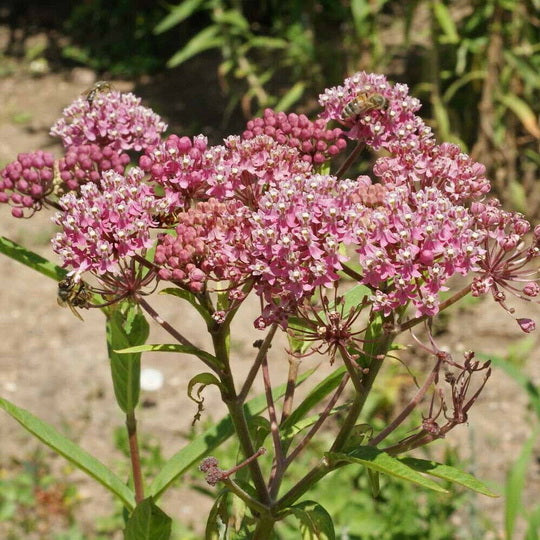 40 Butterfly Pink Swamp Milkweed Seeds Asclepias incarnata Monarch Butterflies