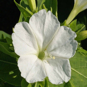 50 White Four O’Clock Flower Seeds Mirabilis jalapa