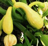 100 Early Summer Crookneck Summer Squash Seeds