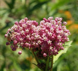 40 Butterfly Pink Swamp Milkweed Seeds Asclepias incarnata Monarch Butterflies