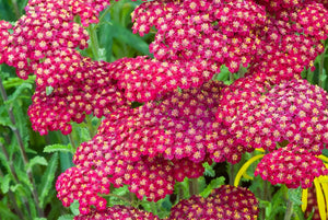 1000 Red Yarrow Achillea millefolium rubra Flower Herb Seeds