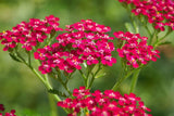 1000 Red Yarrow Achillea millefolium rubra Flower Herb Seeds