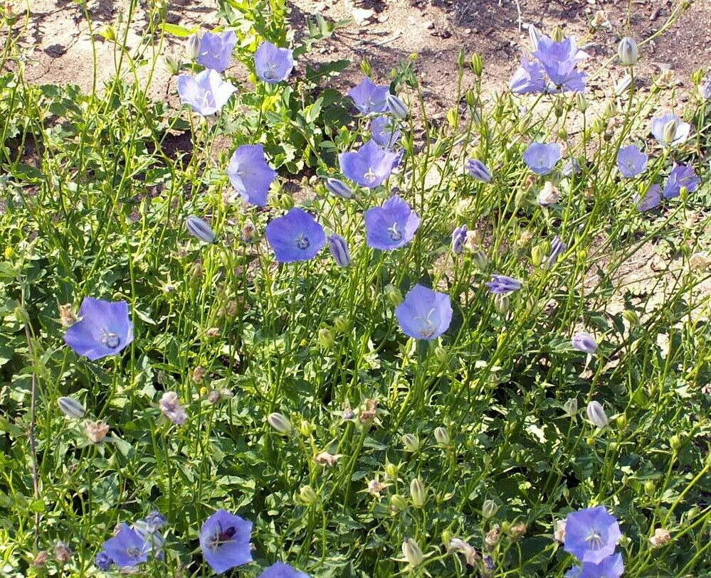 thumbnail image 2 of 100 Tussock Bell Perennial Flower Seeds – Lavender Blue Blooms 2 of 2