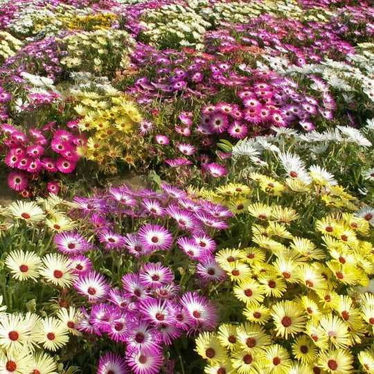 5000 Iceplant Flower Seeds Annual Mixed Ice Plant