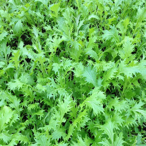 500 GREEN MIZUNA Seeds Mustard Japanese Greens Brassica Juncea