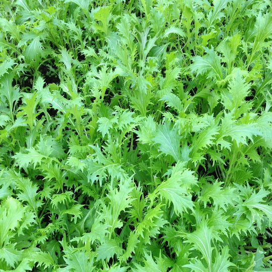 Mizuna Red Streak, Japanese Mustard (Brassica Juncea) 1/4 lb (~60000 Seeds Mizuna Red Streak, Japanese Mustard (Brassica Juncea) 1/4 lb (~60000 Seeds
