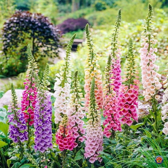 foxglove gardening gloves 3000 FOXGLOVE Flower Seeds Mixed Digitalis Purpurea Lady's Glove – The Gardening World