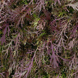 thumbnail image 2 of 200 Red Streaked Mizuna Mustard Seeds – Japanese Greens, Brassica Juncea – USA Grown 2 of 3