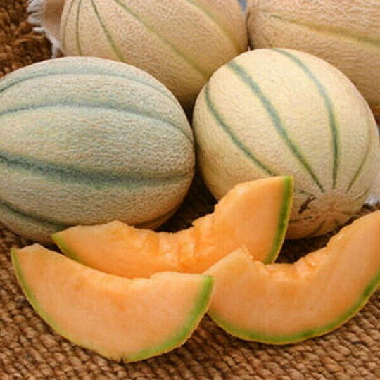 150 Honey Rock Melon Seeds Cantaloupe Muskmelon Heirloom