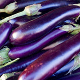 250 Long Purple Eggplant Seeds Heirloom